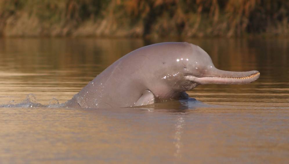 Indus river dolphin
