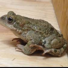 Indus valley toad