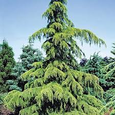 National Tree
