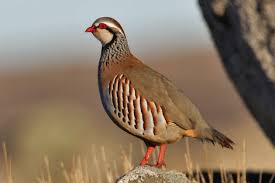 National bird