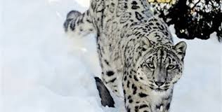 snow leopard